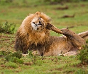 lion-itch